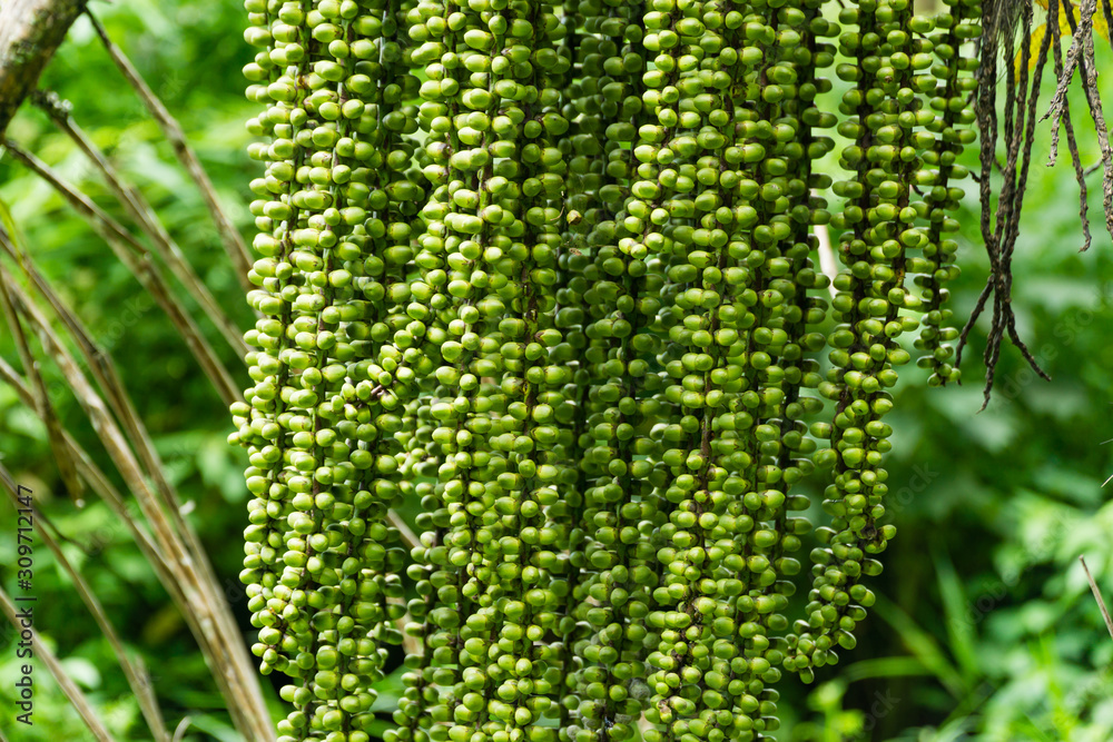 Sweet palm fruit also known as Kaong or Kolang Kaling which is the endosperm part of sugar palm Sweet palm fruit also known as Kaong or Kolang Kaling which is the endosperm part of sugar palm