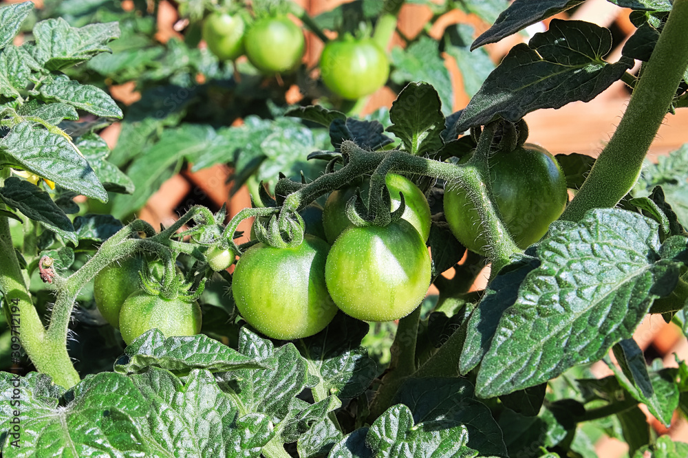 Fototapeta premium A bunch of green tomatoes growing on a plant