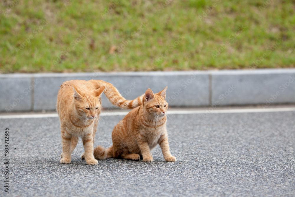 cat couple cat couple