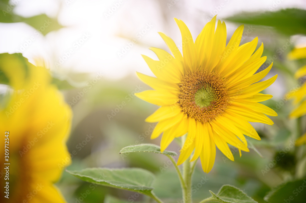 Sunflower in the garden. Close-up of sunflower.