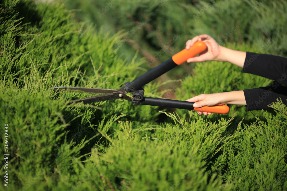 Fototapeta premium Autumn work in the garden. Shearing of the juniper with shears. Soft focus.