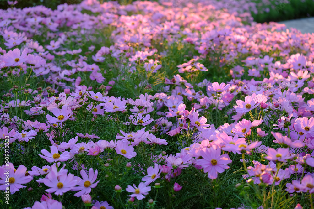 Pink cosmos flower blooming in the garden. Pink cosmos flower blooming in the garden.