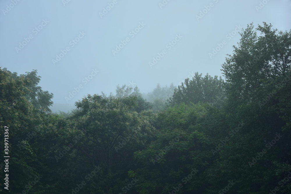 Leaves of trees in the fog.