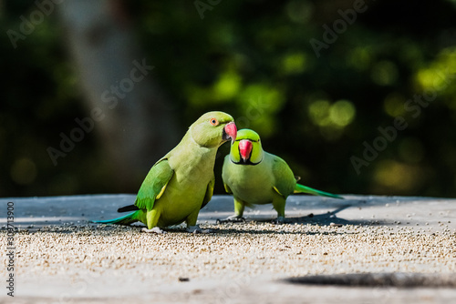 Rose-Ringed Parakeet