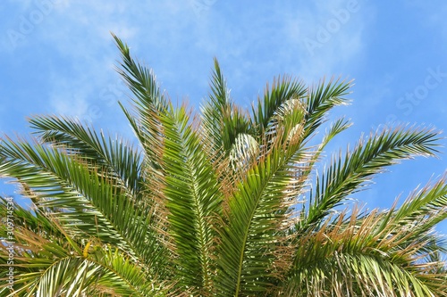 Palm tree branches on blue sky background in Florida nature