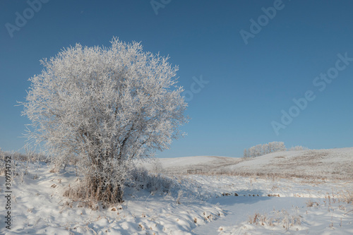 Frosty diamond willow tree