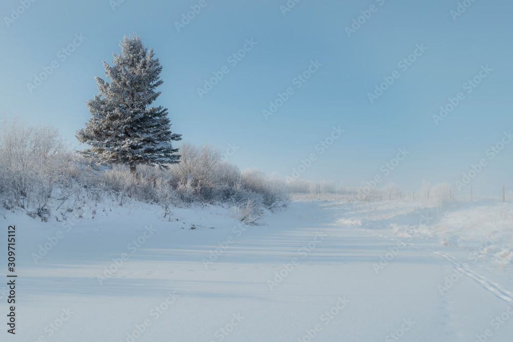 lone spruce in winter pasture