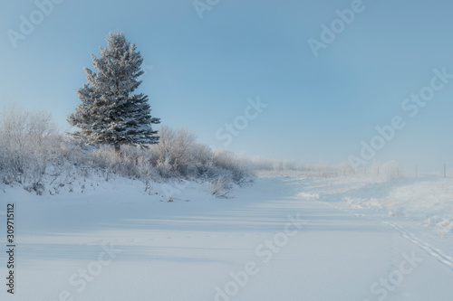 lone spruce in winter pasture © Phil & Karen Rispin