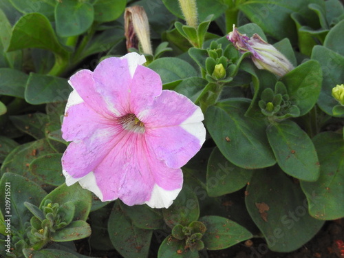 Phanera purpurea, Bauhinia purpurea flower.  photo