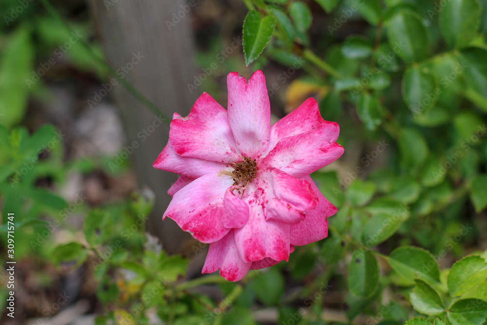 Idaho Wild Rose Idaho Wild Rose