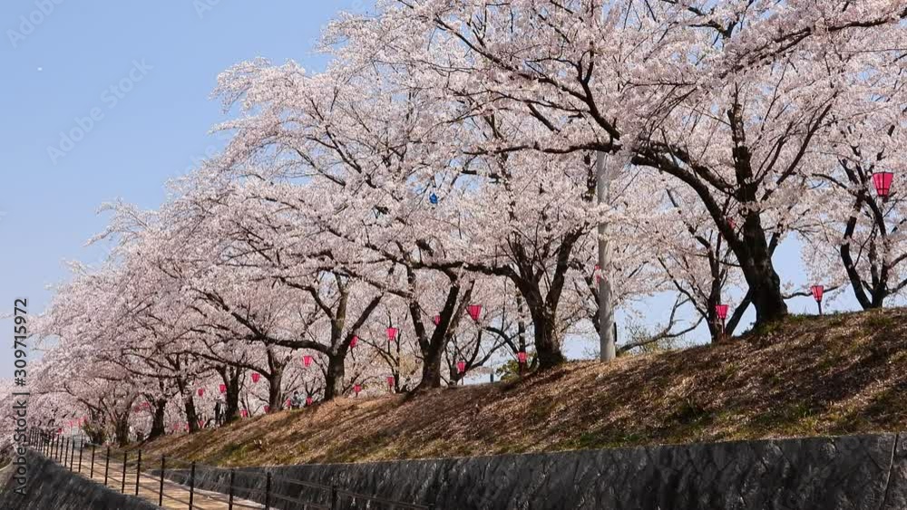 桜土手の、さくら並木 Stock Video | Adobe Stock
