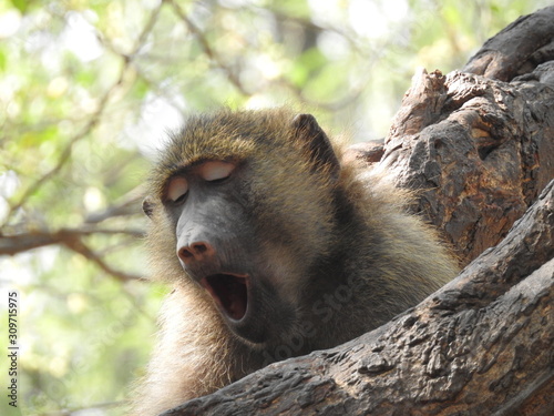 Closeup of a monkey’s face with shadows of bars across his golden fur. Gibraltar, Monkey' portrait. Monkey's face closeup. photo