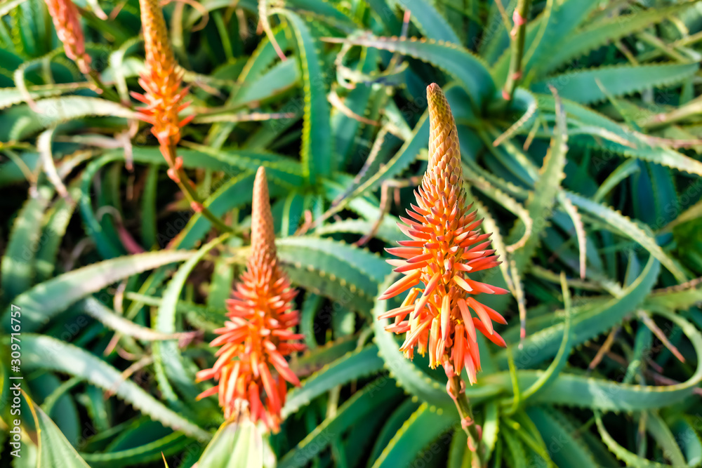 Fototapeta premium Aloe flowers background.
