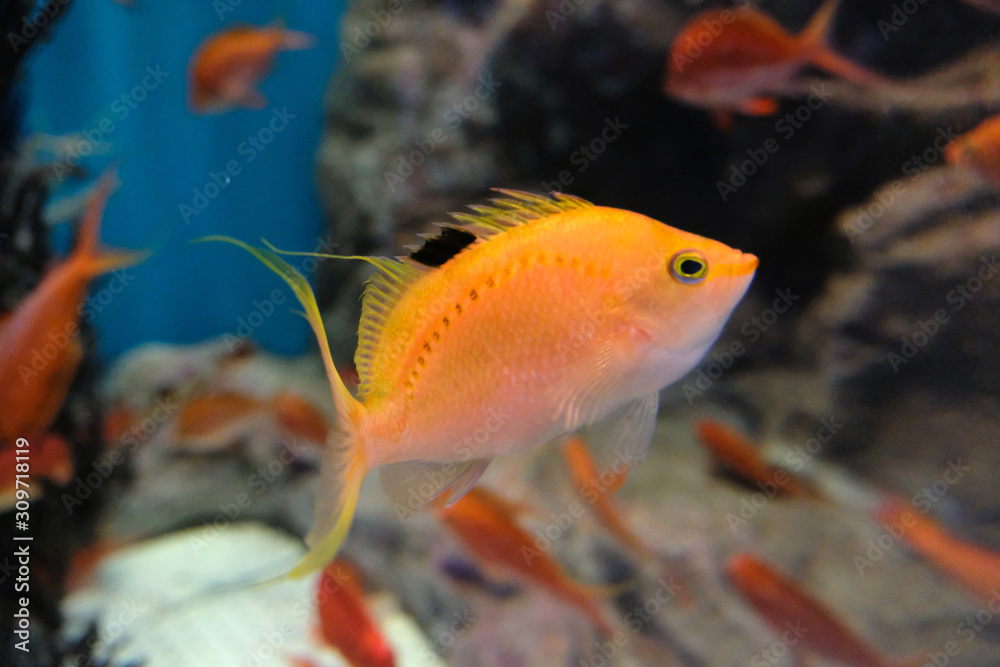 Fototapeta premium 水中を泳ぐ色鮮やかなサクラダイの集団