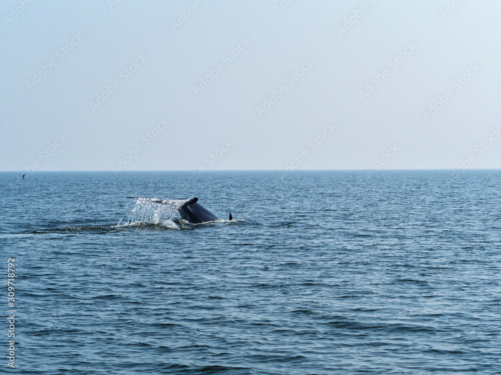Fototapeta premium tail fin of Bryde's whale or bruda whale in the gulf of Thailand