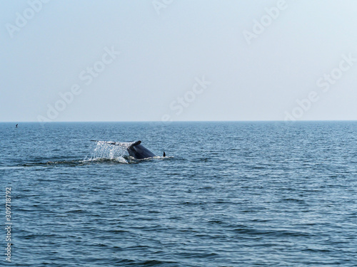 tail fin of Bryde's whale or bruda whale in the gulf of Thailand