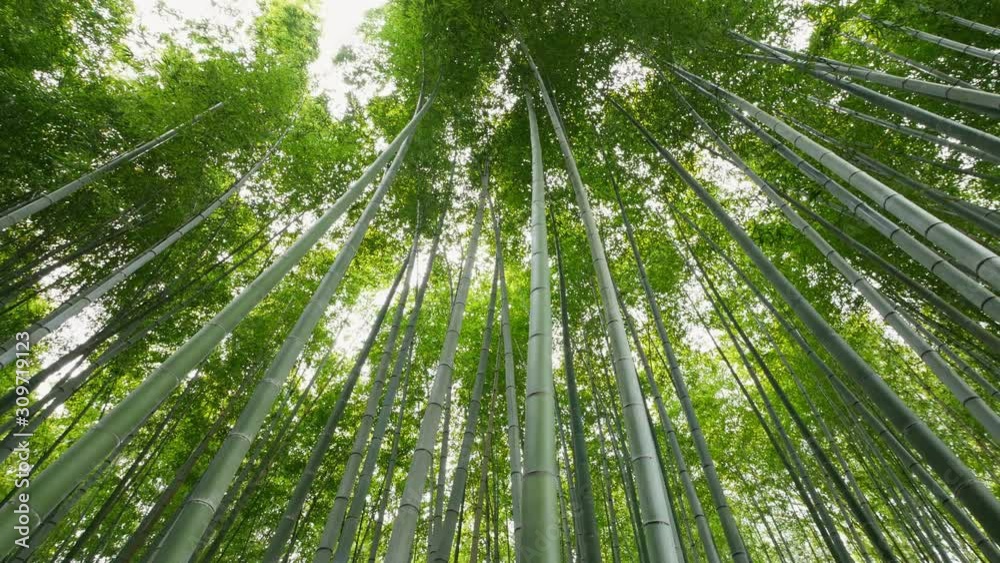 Bamboo forest, Arashiyama, Kyoto, Japan Bamboo forest, Arashiyama, Kyoto, Japan