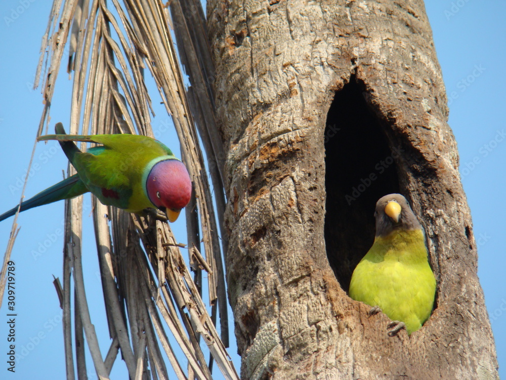 Parrot nest sale