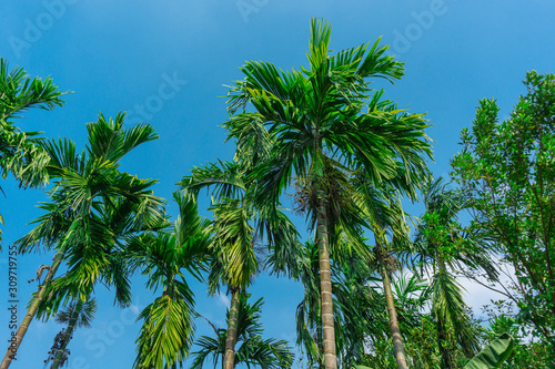 betel nut plants with blue sky background 