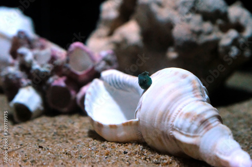 貝殻の上で静かにしているとても小さなダンゴウオ