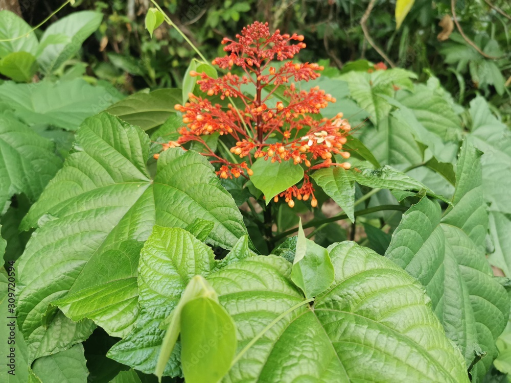 red flower in garden