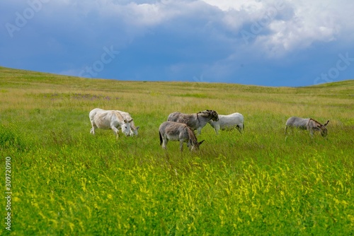 Wild Burros grazing in the fields of South Dakota