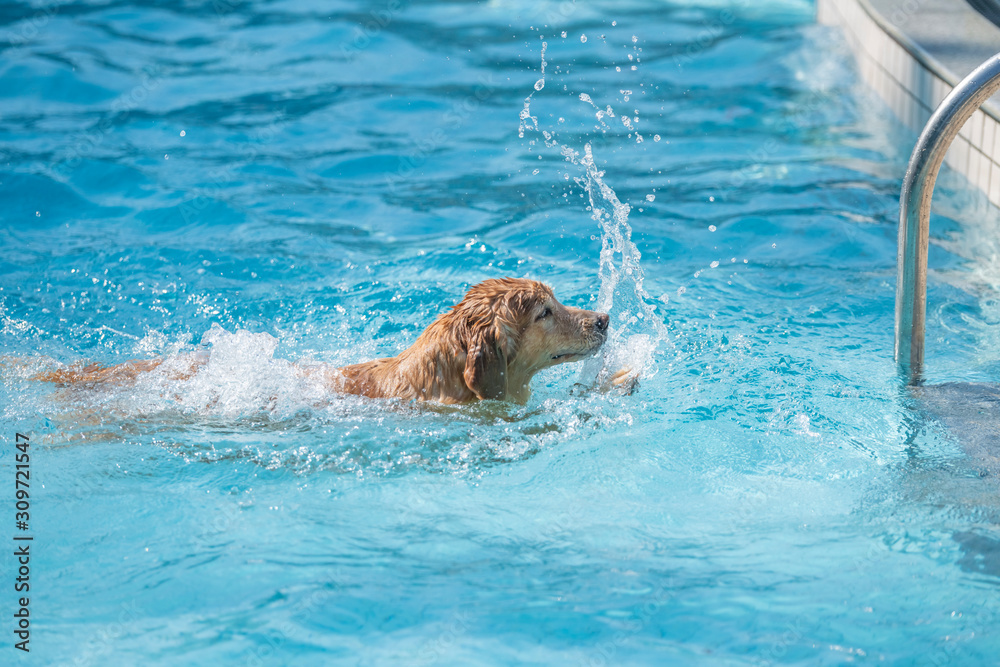 Golden retriever swimming in the pool
