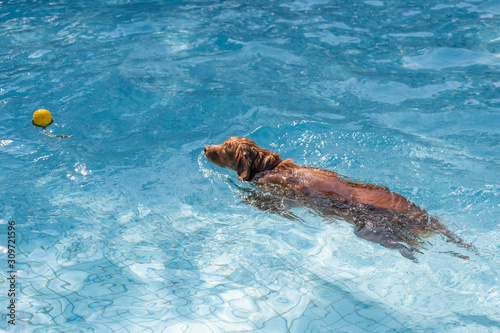 Golden retriever swimming in the pool © chendongshan