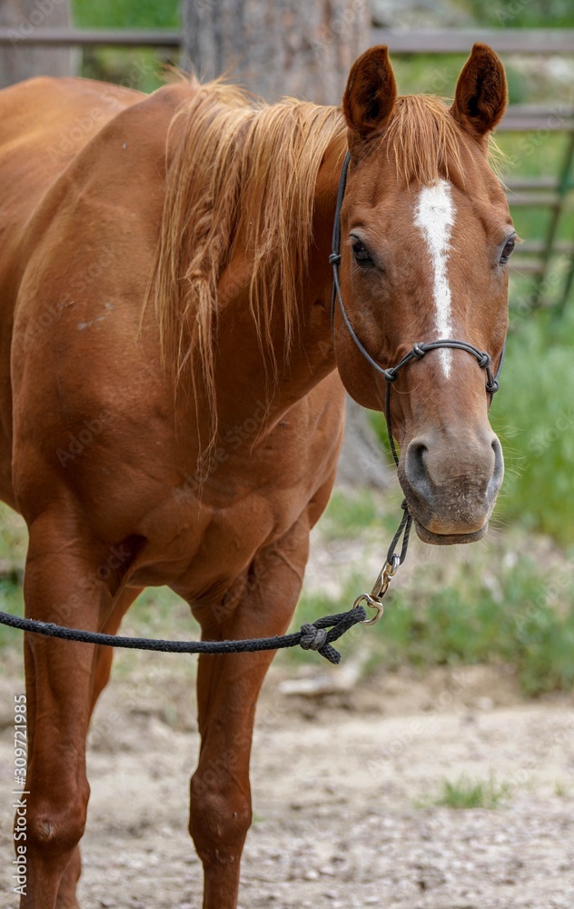 portrait of a horse 2