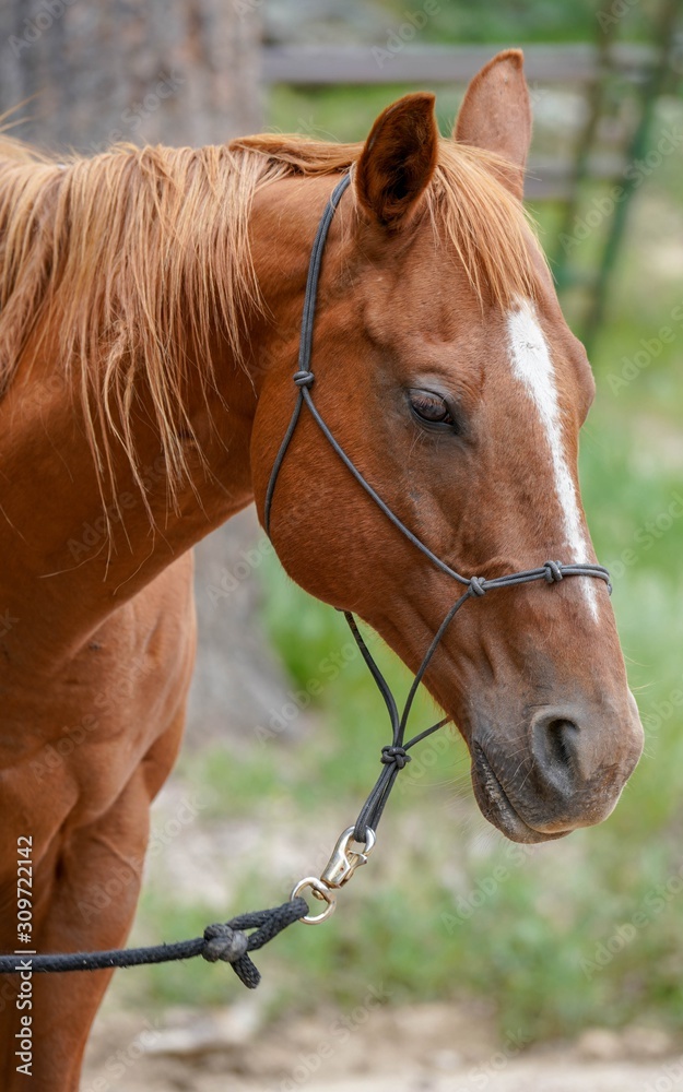 portrait of a horse portrait of a horse