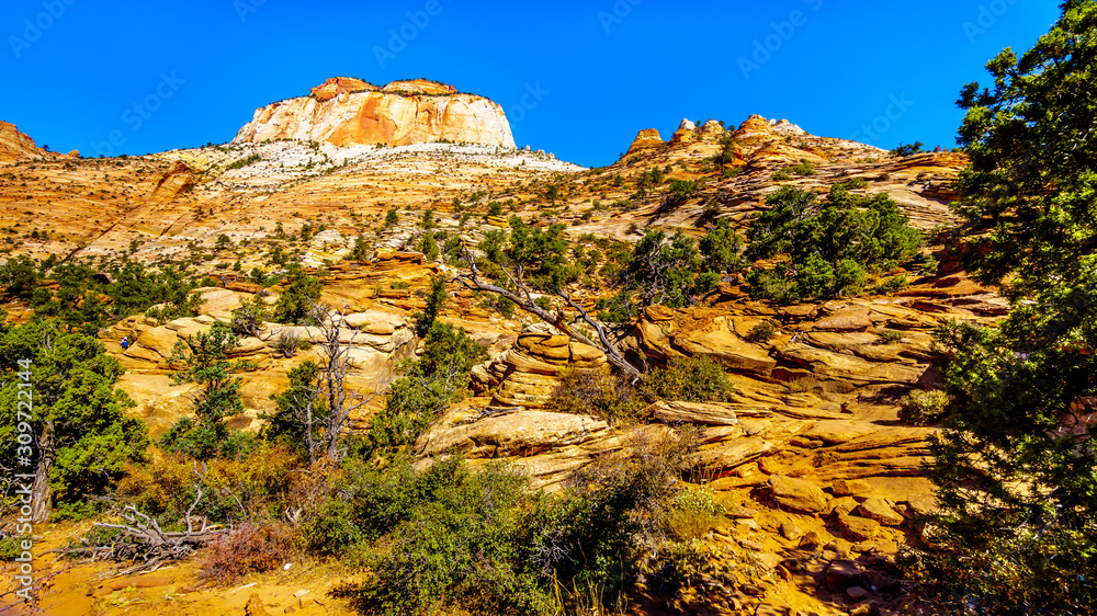 Red and Yellow Sandstone Rock Formations along the Canyon Overlook Trail in Zion National Park, Utah, United States