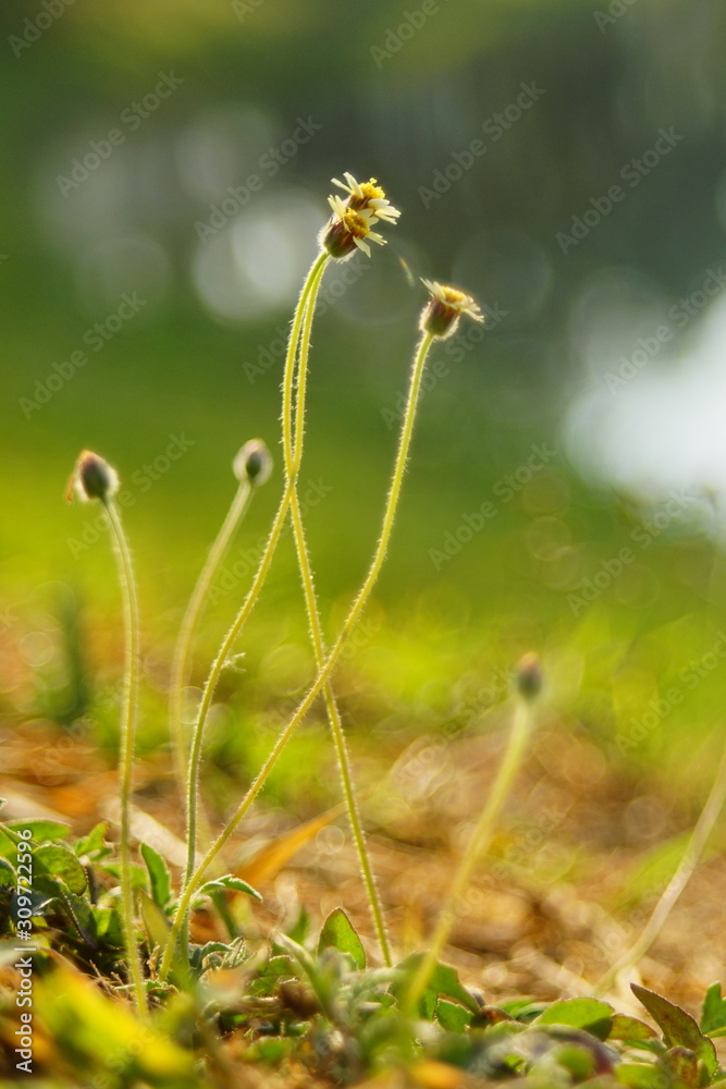 Beautiful grass flower in the garden.