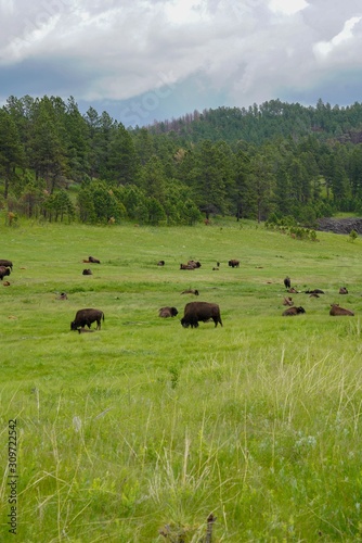 buffalo grazing in field in South Dakota