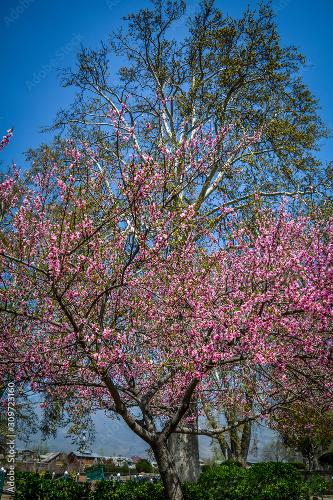 Cherry tree and Chinar tree, Shalimar Garden, Srinagar, India Cherry tree and Chinar tree, Shalimar Garden, Srinagar, India