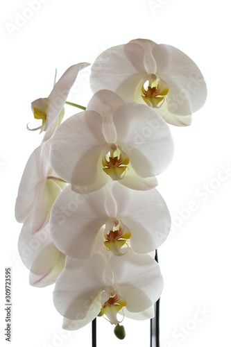 White orchid flower  Phalaenopsis   on a white background. Tender light floral background