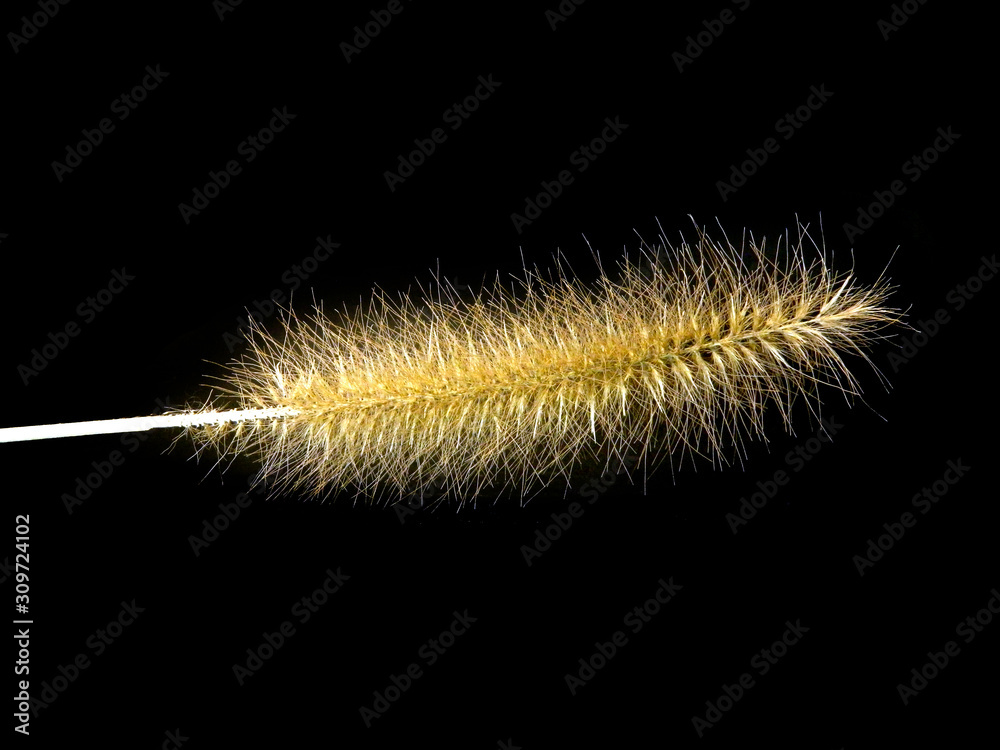 reed isolated on black background reed isolated on black background