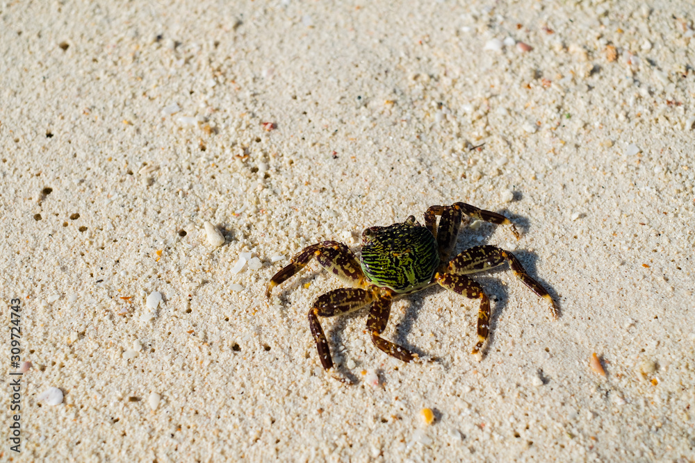 Crab on the white sand beach