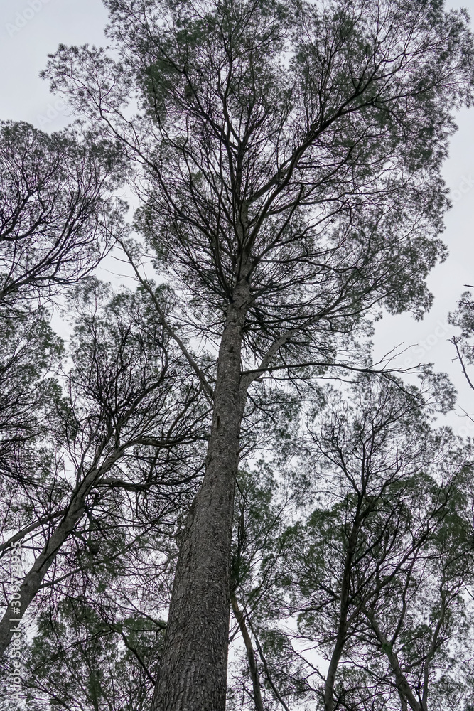 Giant pines in the Ricote Valley in Murcia. Spain Giant pines in the Ricote Valley in Murcia. Spain