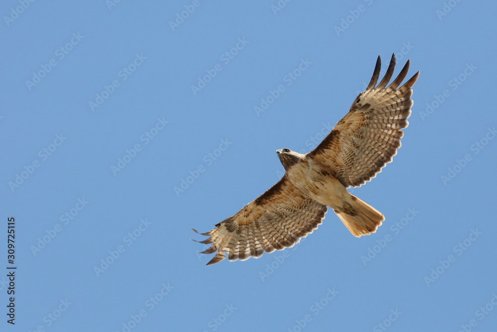 Obraz premium Hawk in flight