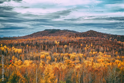 Yellow autumn forest and frowning dark sky