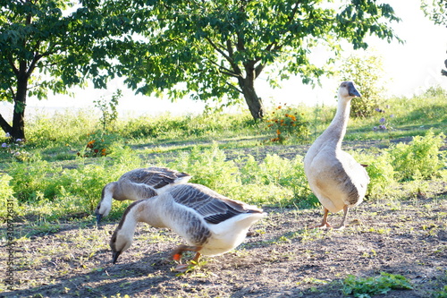 White geese, farmyard goose photo
