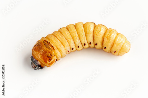 Beetle Worm of Scarab Beetle is dangerous insect pest with Mango tree borer. Batocera rufomaculata for eating as food edible insects, it is good source of protein. Environment and Entomophagy concept.