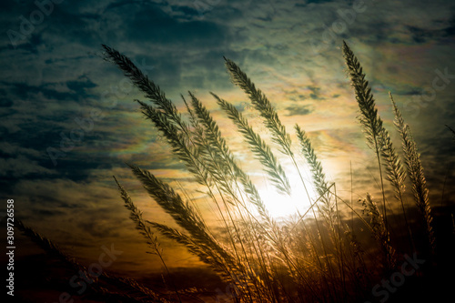 Catkin flowers, Kans grass (Saccharum spontaneum) or Kashful (in bengali) with beautiful Golden Sunset at Chandpur, Bangladesh. photo