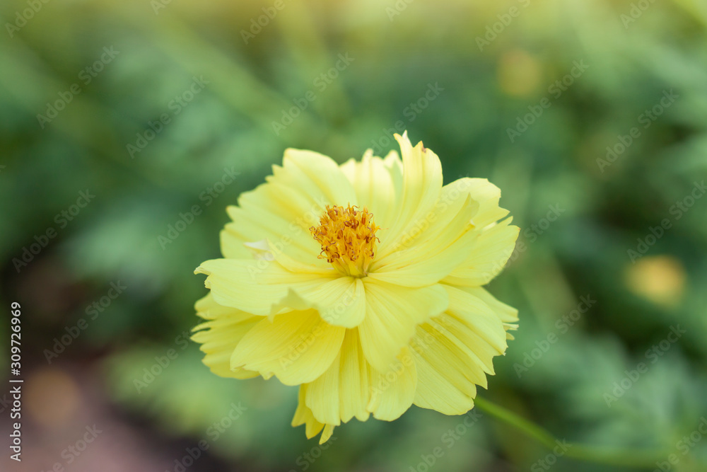 Beautiful yellow cosmos with sunlight on blur nature background. Beautiful yellow cosmos with sunlight on blur nature background.