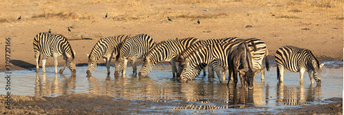 Herd of Zebra drinking water at a waterhole