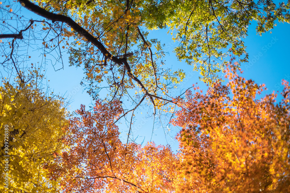 Fototapeta premium 空抜けの紅葉