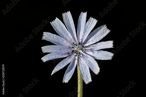 fiore blue di cicorium intybus su fondo nero photo