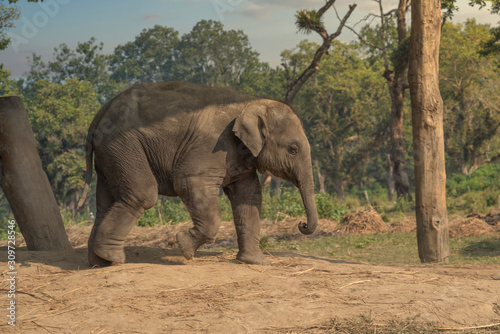little elephants in the jungles in Chitwan.