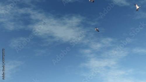 Wallpaper Mural flock of geese with white wings flies in the blue sky with clouds on a summer sunny day Torontodigital.ca