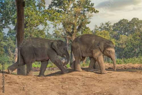 little elephants in the jungles in Chitwan.